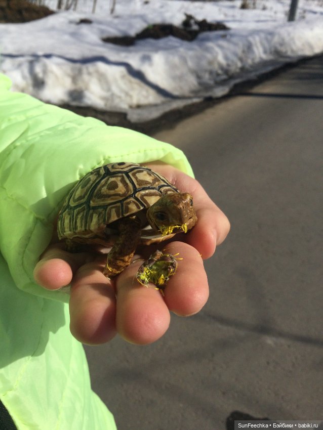 Наш черепах Биг Тейсти — Коллекционные экшн