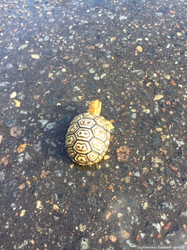 Наш черепах Биг Тейсти — Коллекционные экшн (фото 8)