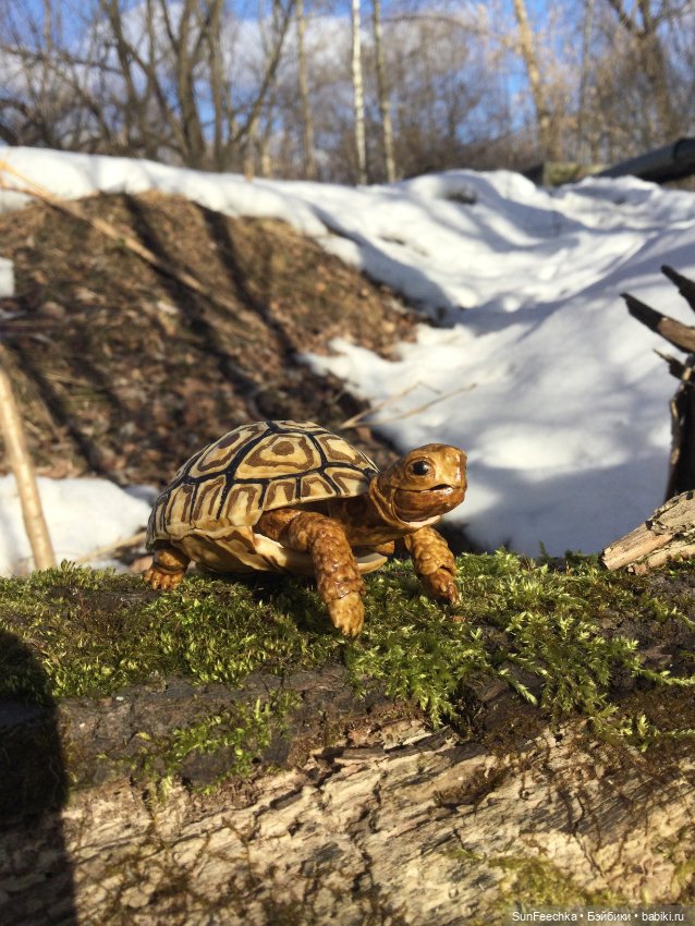 Наш черепах Биг Тейсти — Коллекционные экшн (фото 2)