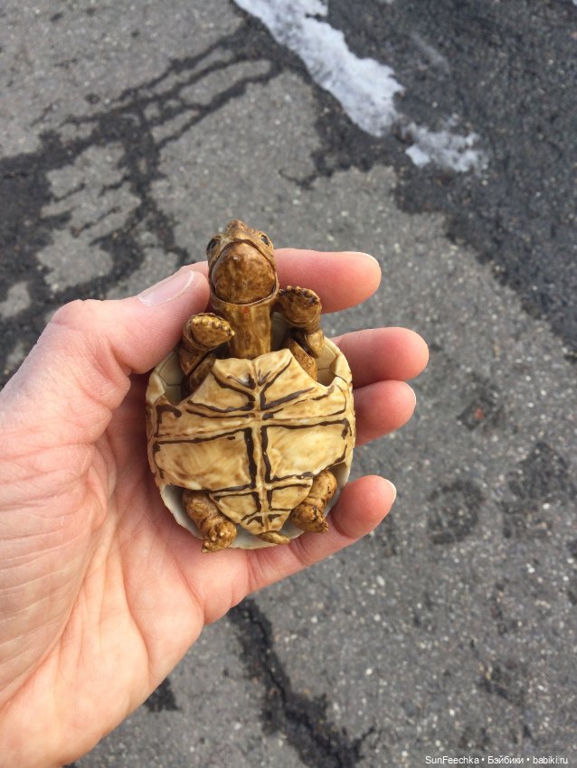 Наш черепах Биг Тейсти — Коллекционные экшн (фото 6)