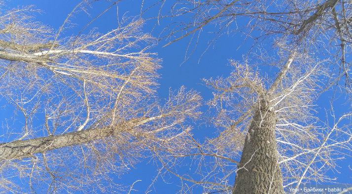 Монстер Хай, Клодин (кукла 42см) первый раз в парке