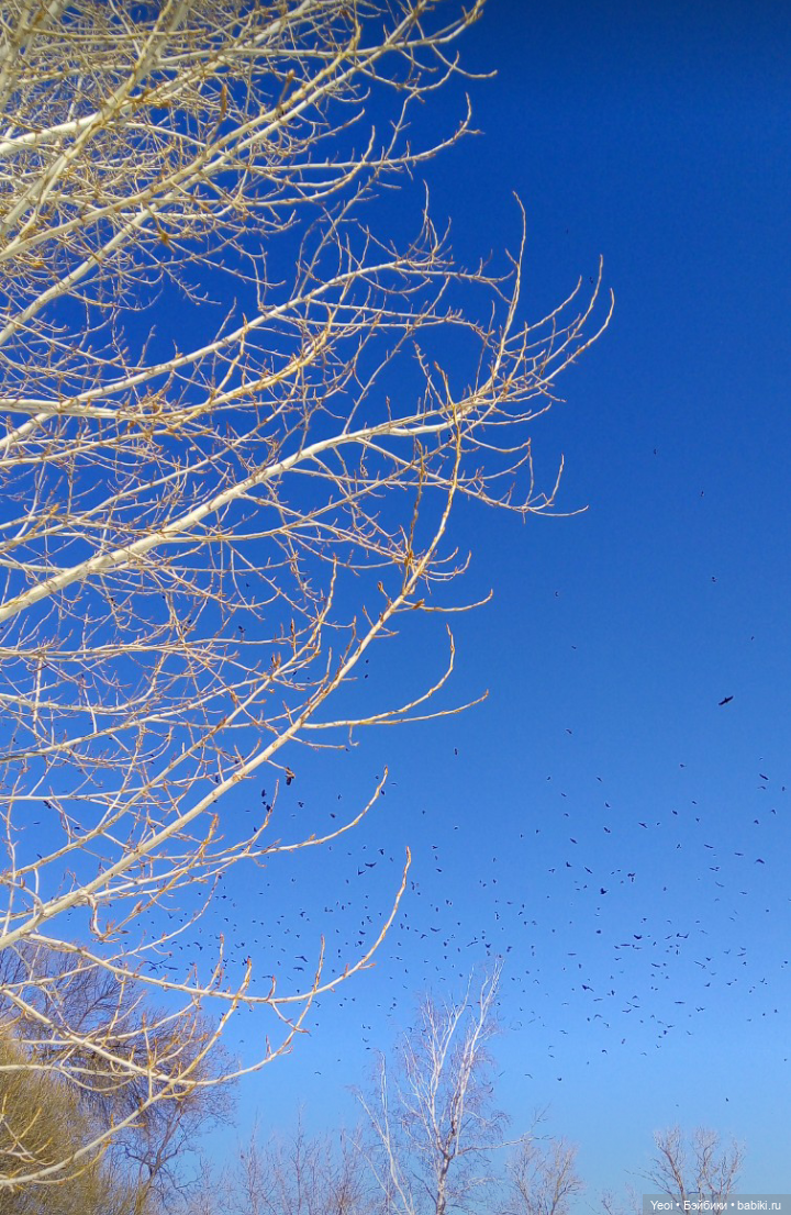 Монстер Хай, Клодин (кукла 42см) первый раз в парке