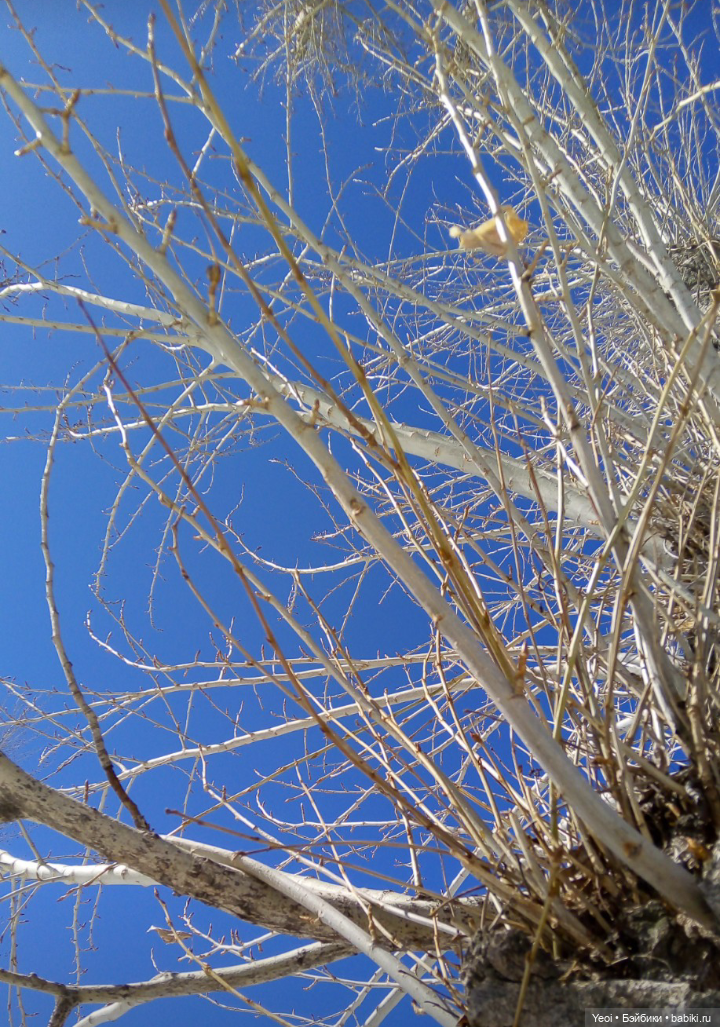 Монстер Хай, Клодин (кукла 42см) первый раз в парке