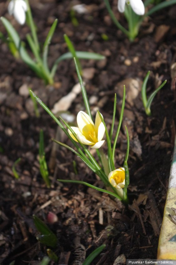 Булка и подснежники — Куклы Nines d'Onil (Нинес): Миа (Mia) (фото 3)