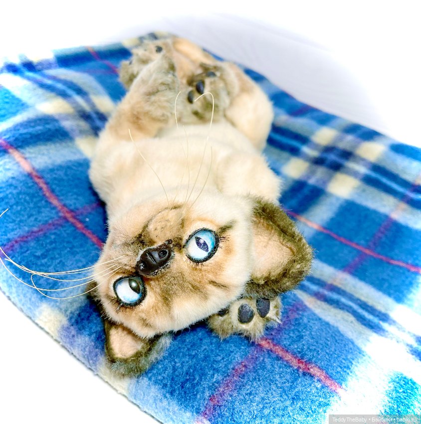 Сима - котёнок тедди в стиле натюр.🐱🥰💐 (фото 6)