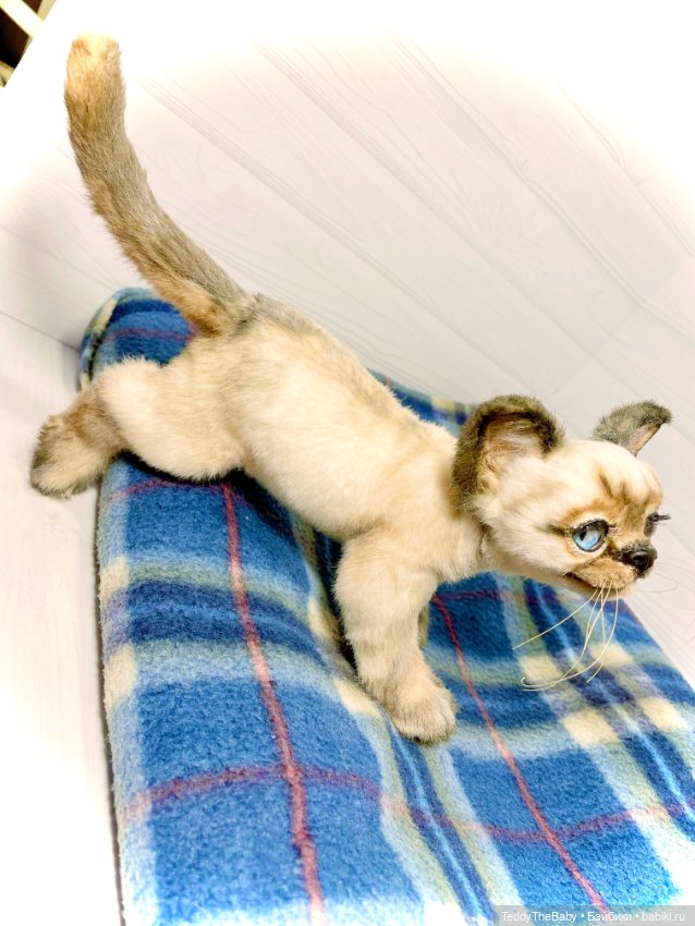 Сима - котёнок тедди в стиле натюр.🐱🥰💐