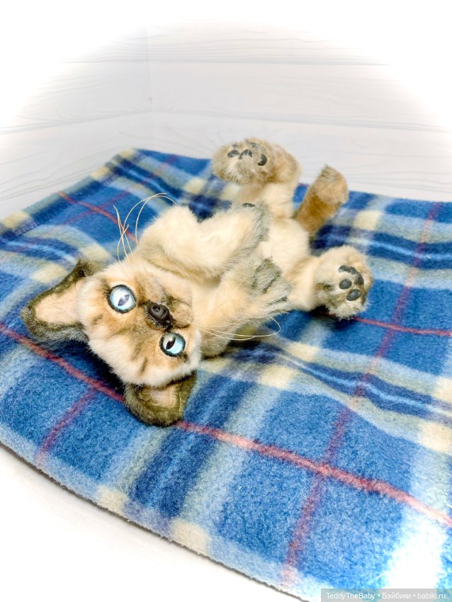 Сима - котёнок тедди в стиле натюр.🐱🥰💐 (фото 3)