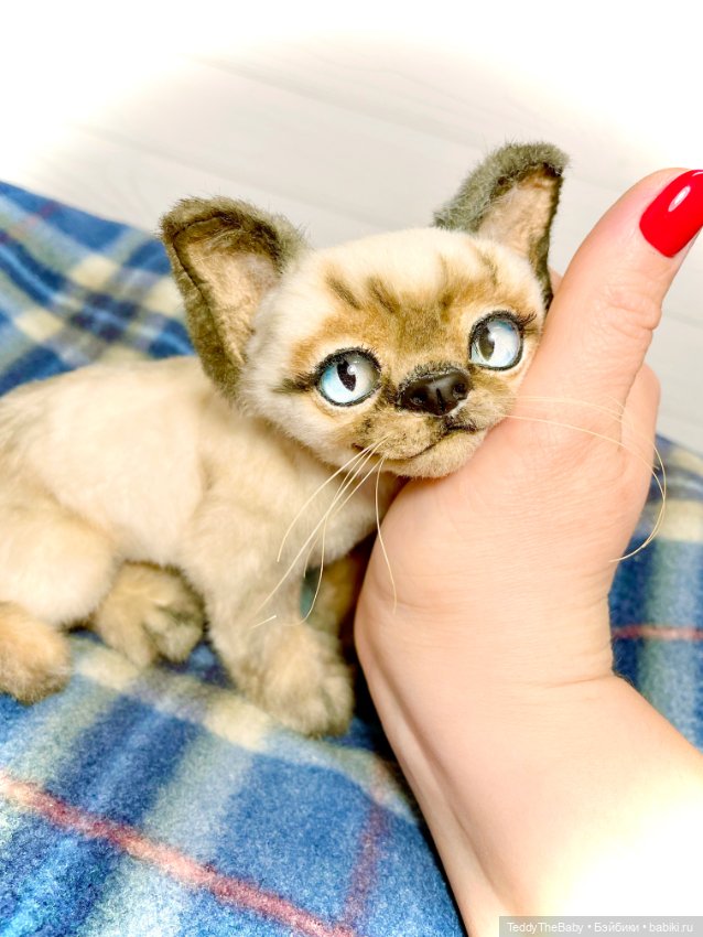 Сима - котёнок тедди в стиле натюр.🐱🥰💐