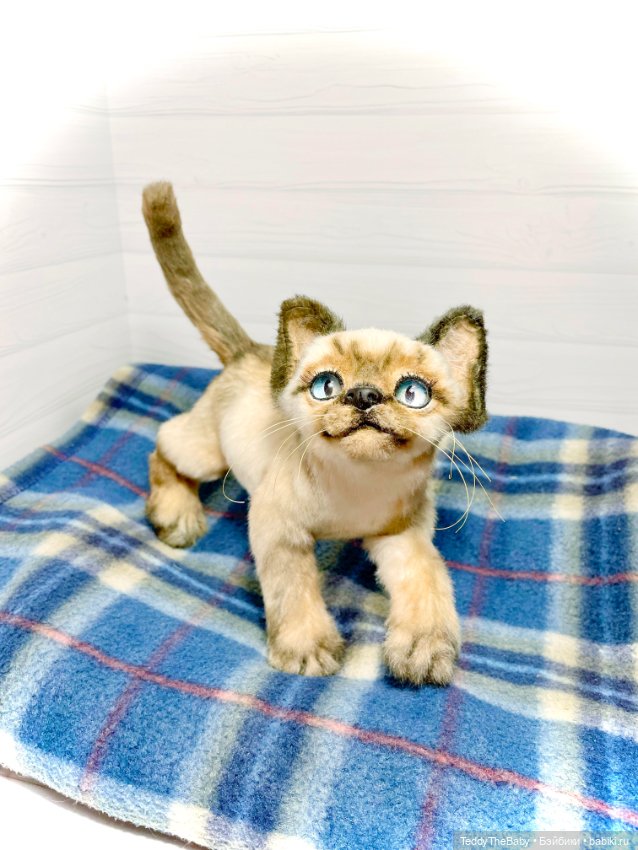 Сима - котёнок тедди в стиле натюр.🐱🥰💐