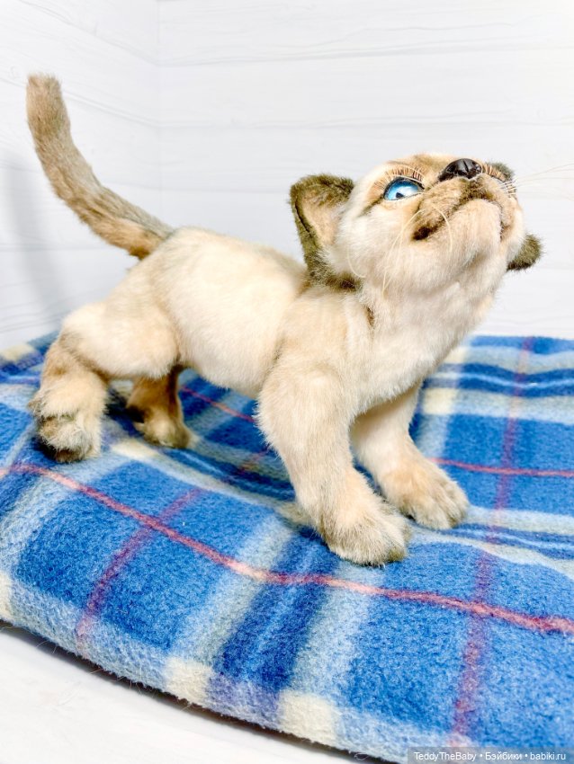 Сима - котёнок тедди в стиле натюр.🐱🥰💐