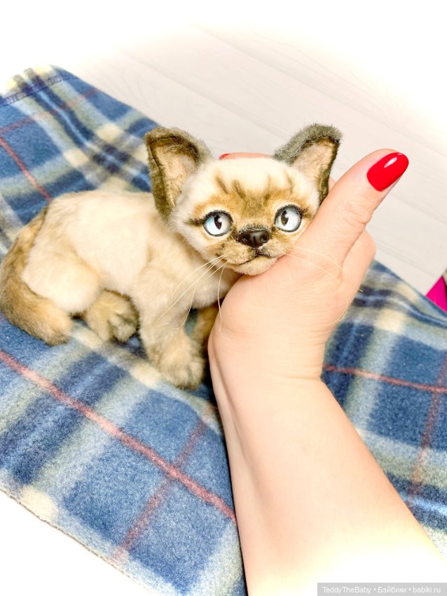 Сима - котёнок тедди в стиле натюр.🐱🥰💐
