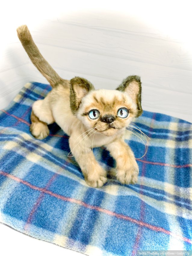 Сима - котёнок тедди в стиле натюр.🐱🥰💐