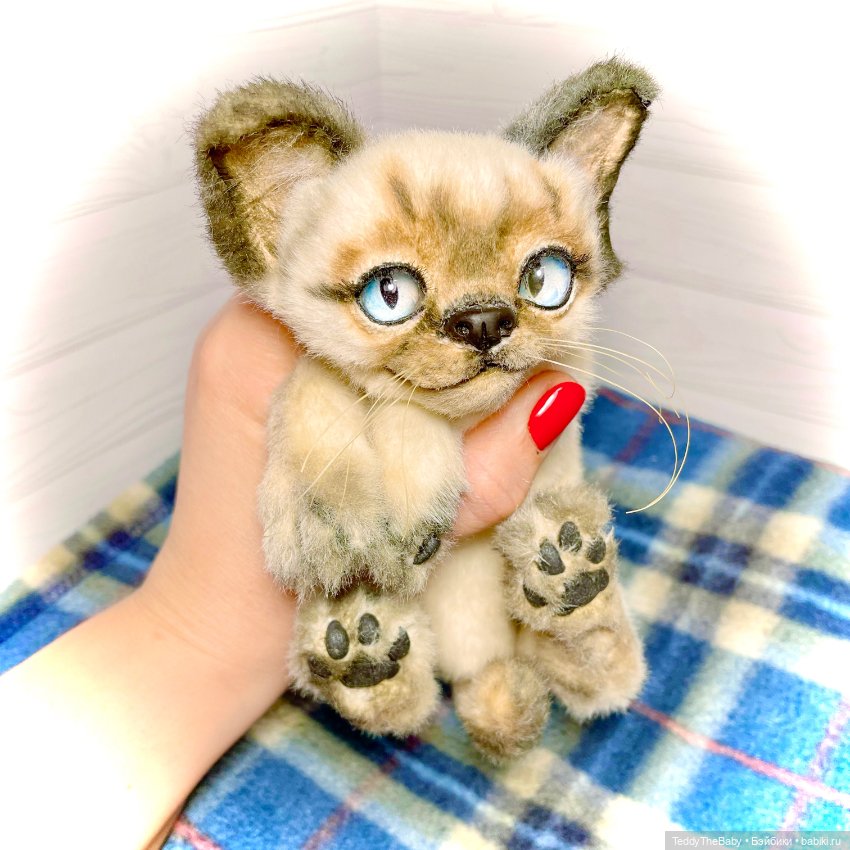 Сима - котёнок тедди в стиле натюр.🐱🥰💐