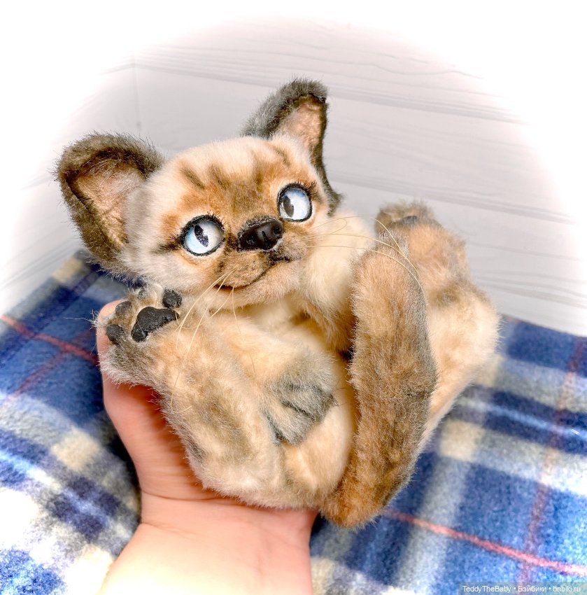 Сима - котёнок тедди в стиле натюр.🐱🥰💐 (фото 2)