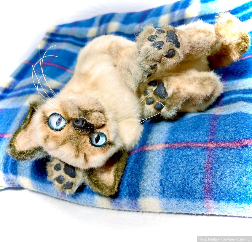 Сима - котёнок тедди в стиле натюр.🐱🥰💐 (фото 9)