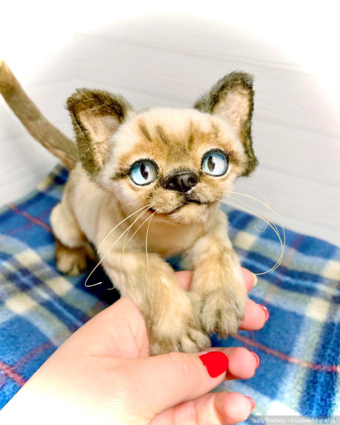 Сима - котёнок тедди в стиле натюр.🐱🥰💐