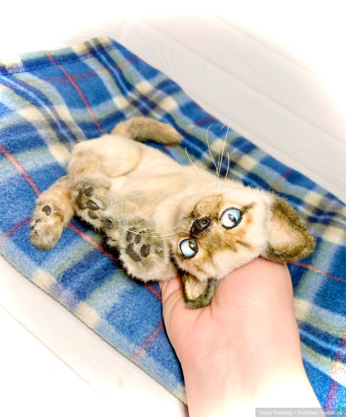 Сима - котёнок тедди в стиле натюр.🐱🥰💐