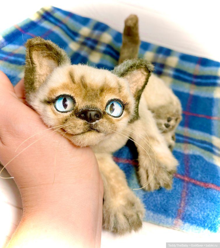 Сима - котёнок тедди в стиле натюр.🐱🥰💐 (фото 10)