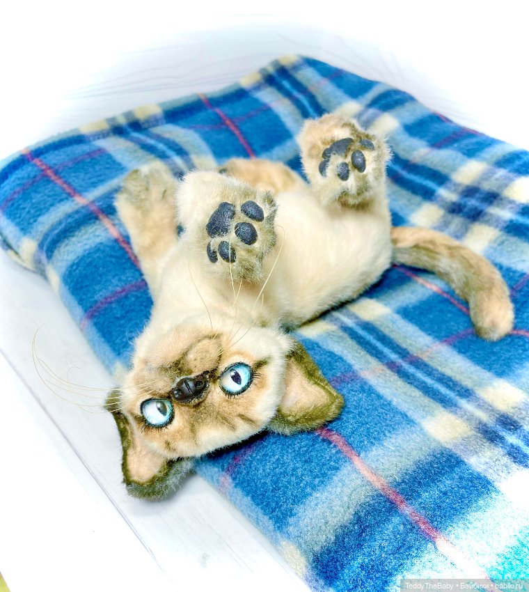 Сима - котёнок тедди в стиле натюр.🐱🥰💐