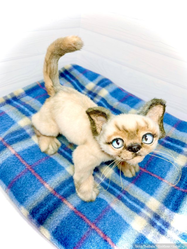 Сима - котёнок тедди в стиле натюр.🐱🥰💐