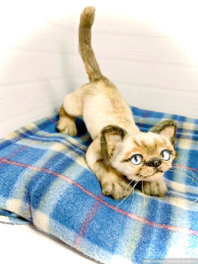 Сима - котёнок тедди в стиле натюр.🐱🥰💐