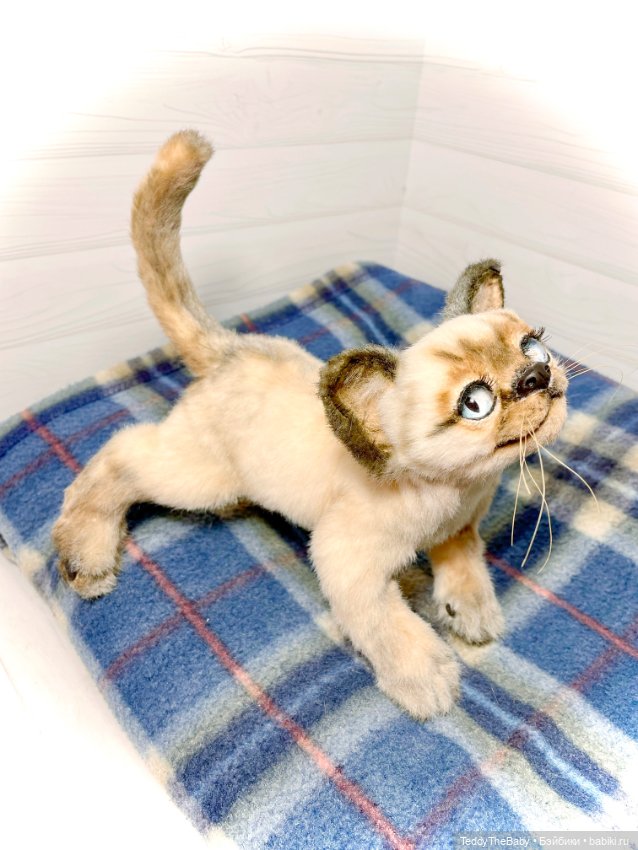 Сима - котёнок тедди в стиле натюр.🐱🥰💐 (фото 5)