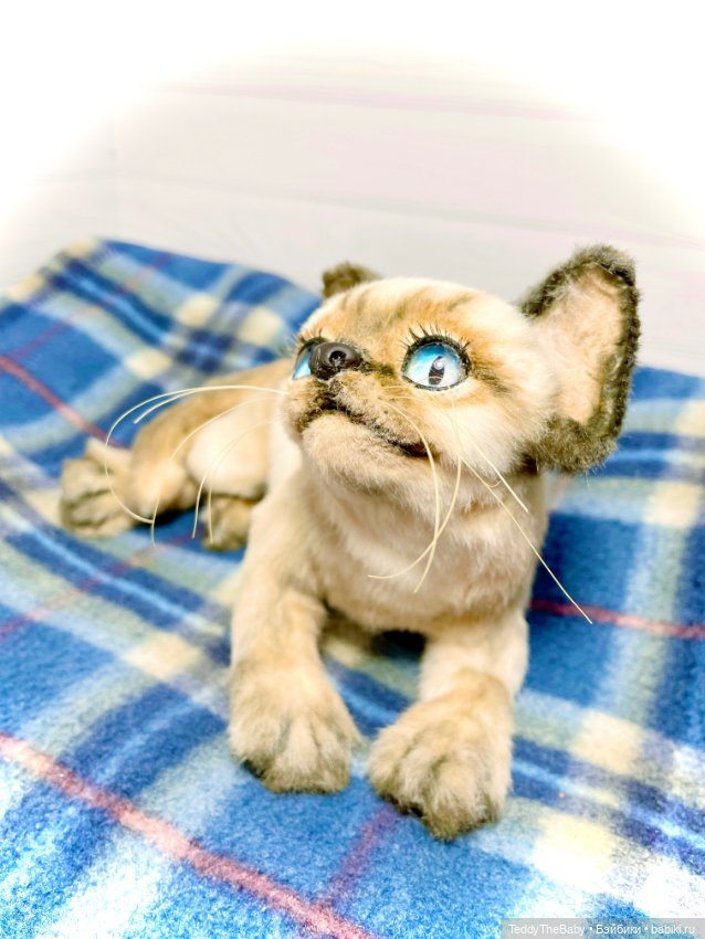 Сима - котёнок тедди в стиле натюр.🐱🥰💐