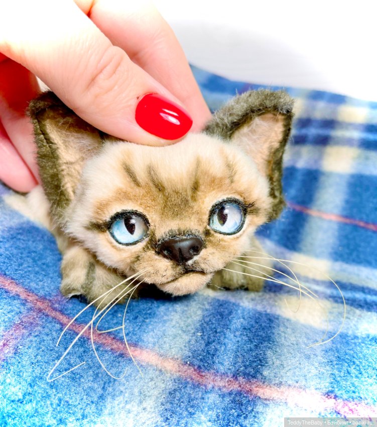 Сима - котёнок тедди в стиле натюр.🐱🥰💐