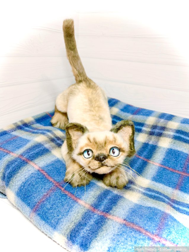 Сима - котёнок тедди в стиле натюр.🐱🥰💐