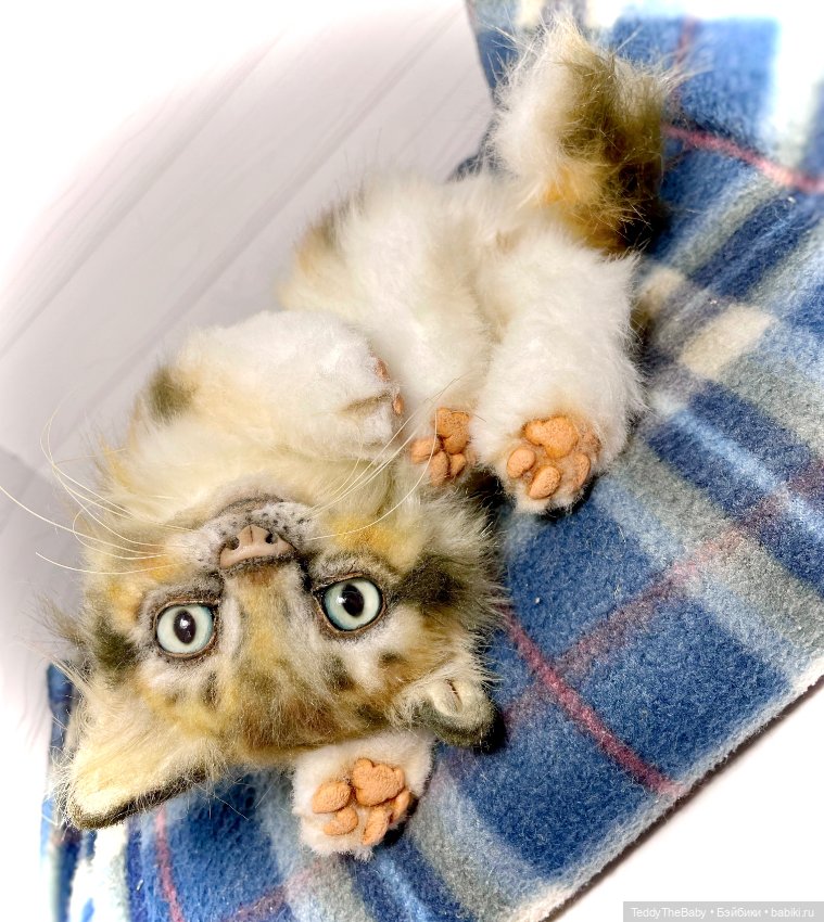 Мася, котёнок тедди в стиле натюр 🐱 (фото 2)