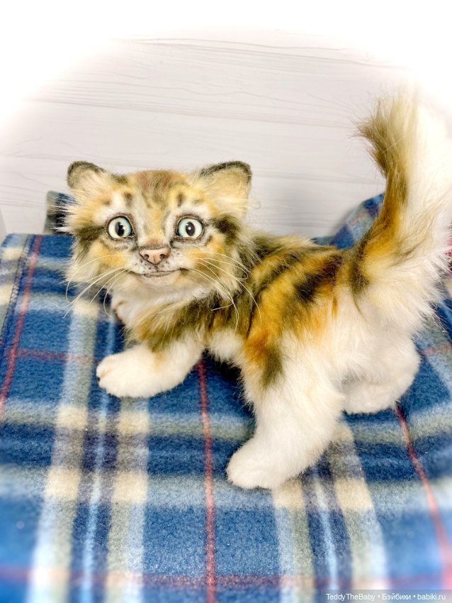 Мася, котёнок тедди в стиле натюр 🐱