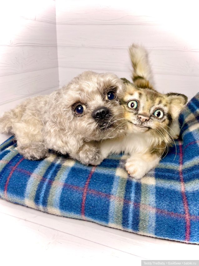 Мася, котёнок тедди в стиле натюр 🐱