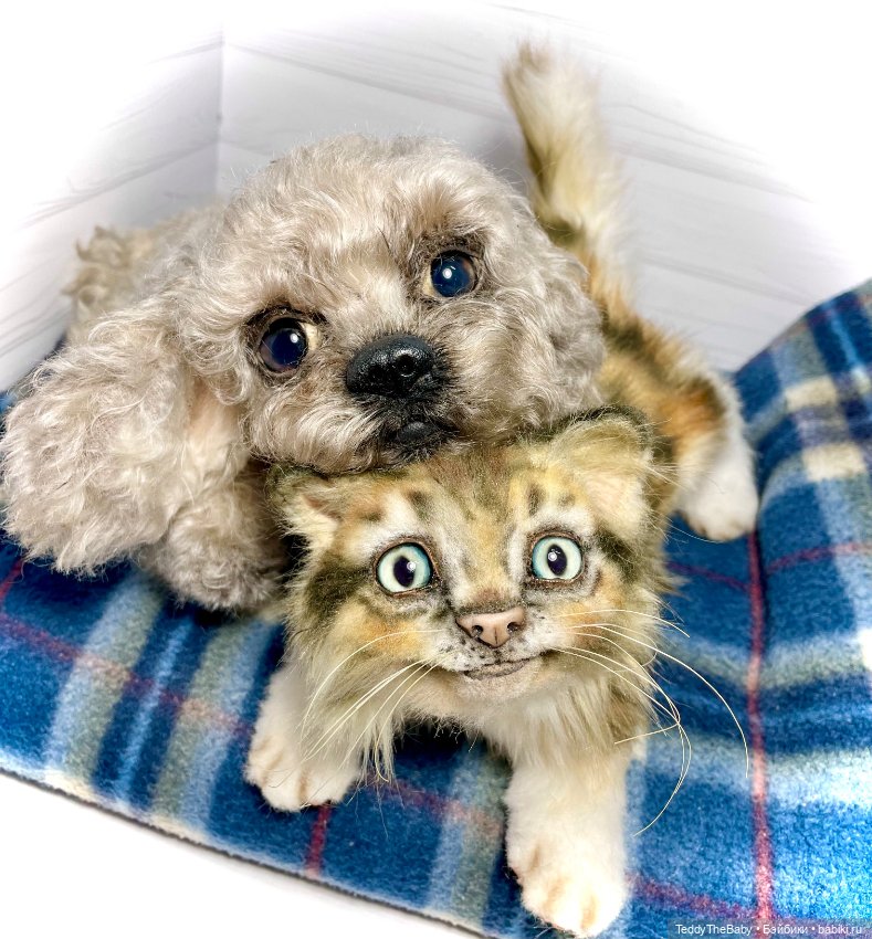 Мася, котёнок тедди в стиле натюр 🐱