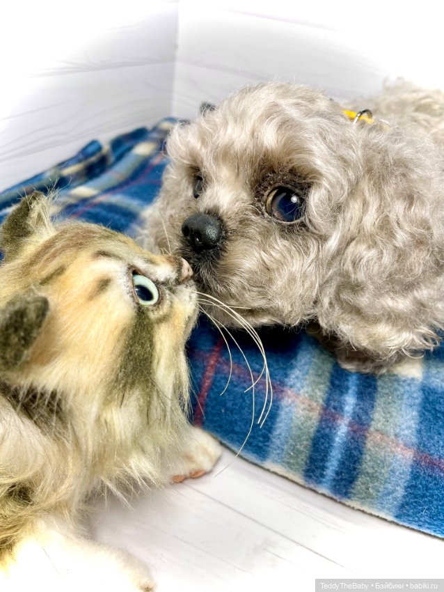 Мася, котёнок тедди в стиле натюр 🐱