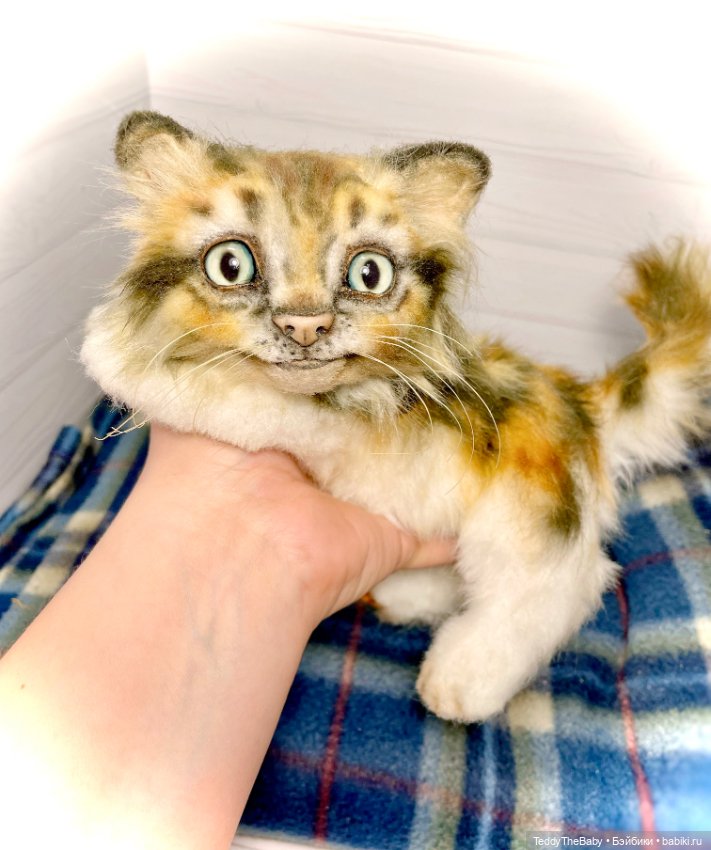 Мася, котёнок тедди в стиле натюр 🐱