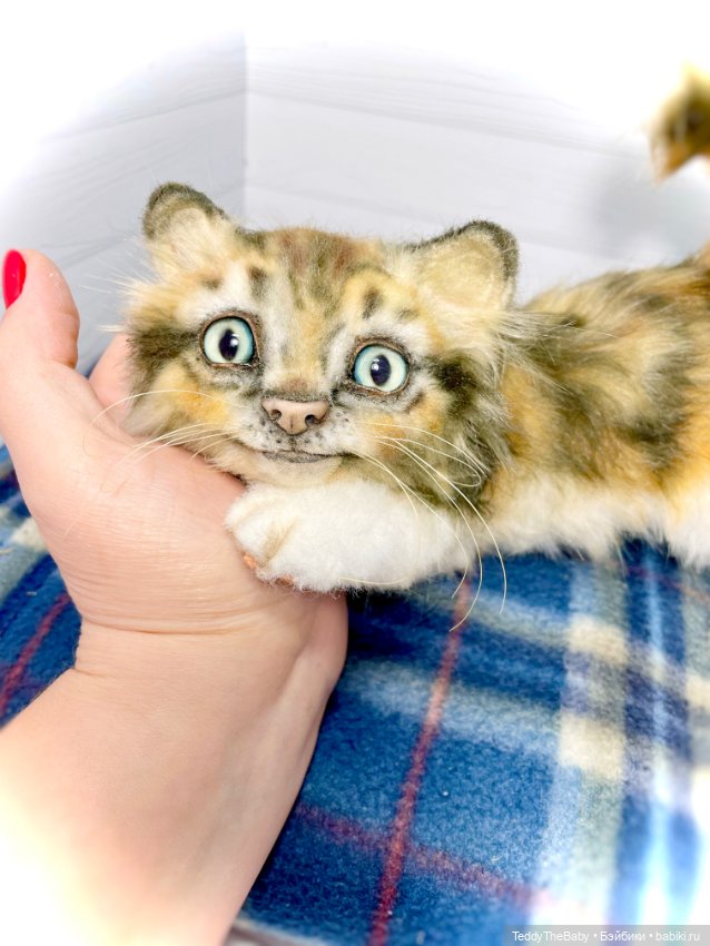 Мася, котёнок тедди в стиле натюр 🐱