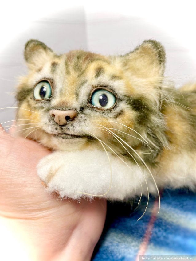 Мася, котёнок тедди в стиле натюр 🐱