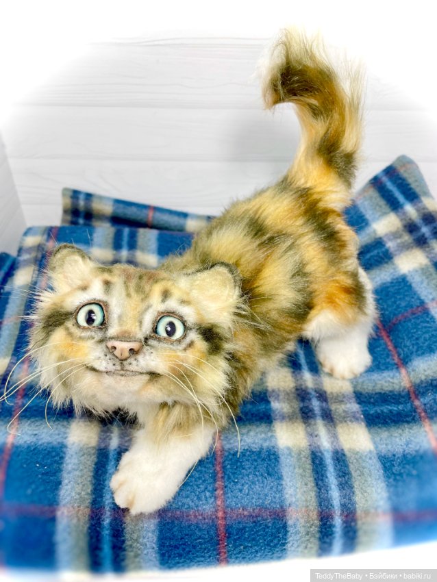 Мася, котёнок тедди в стиле натюр 🐱