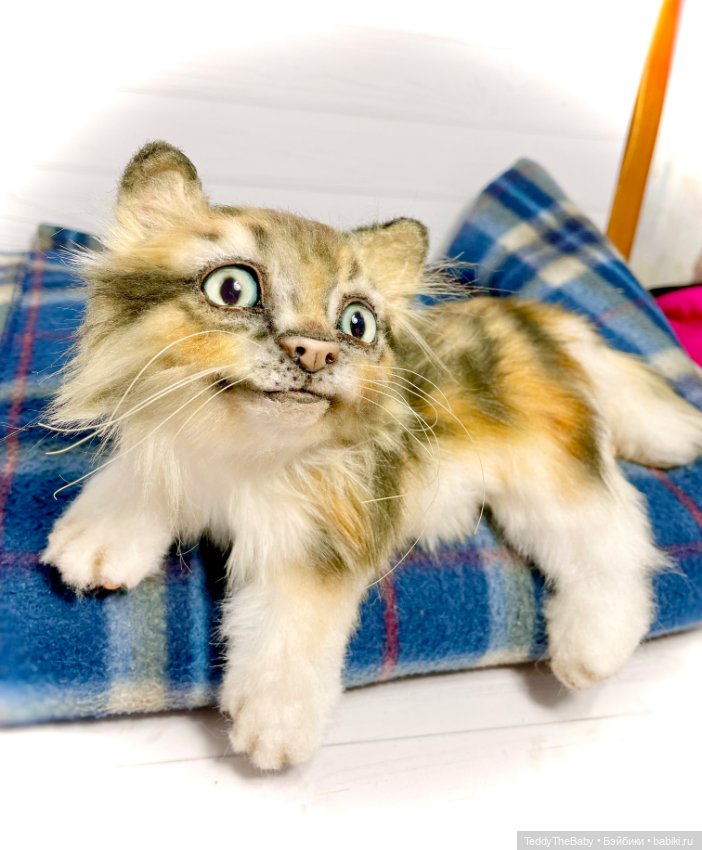 Мася, котёнок тедди в стиле натюр 🐱 (фото 3)