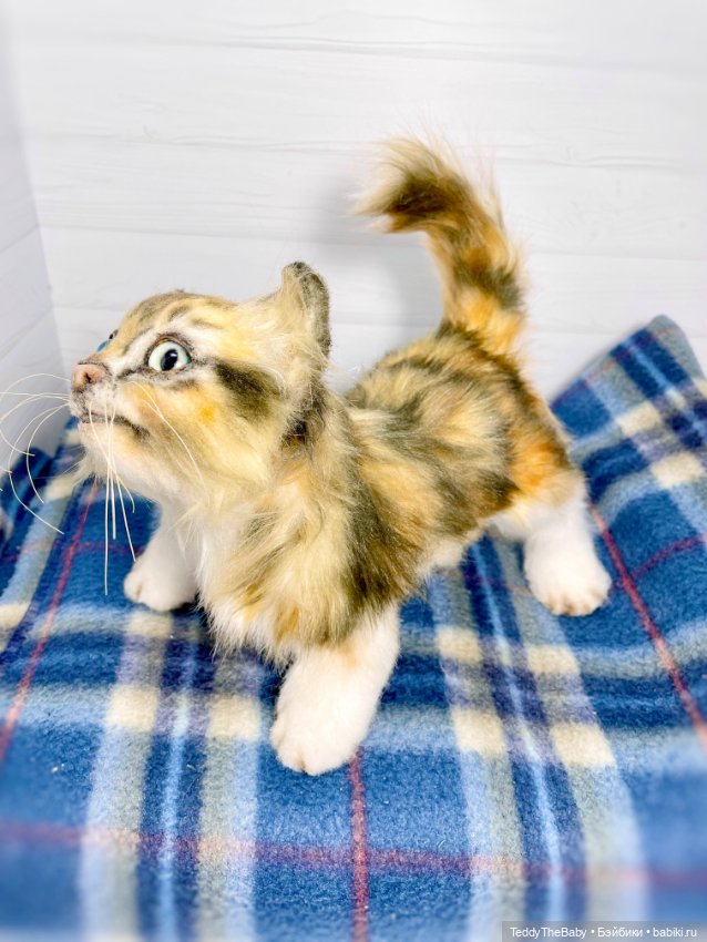 Мася, котёнок тедди в стиле натюр 🐱