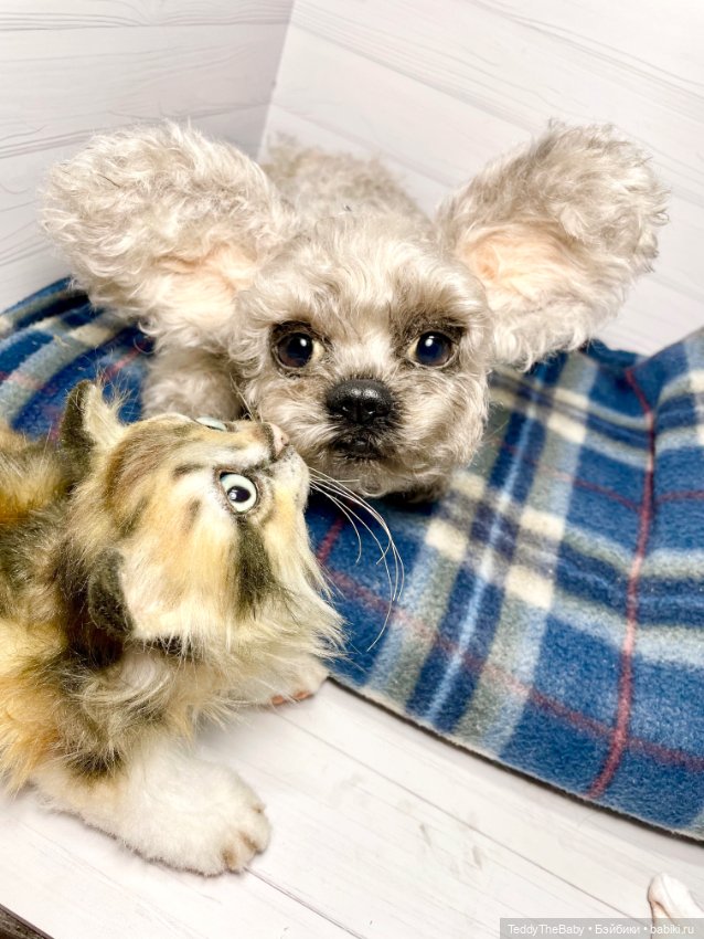 Мася, котёнок тедди в стиле натюр 🐱