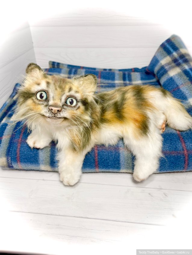 Мася, котёнок тедди в стиле натюр 🐱 (фото 6)