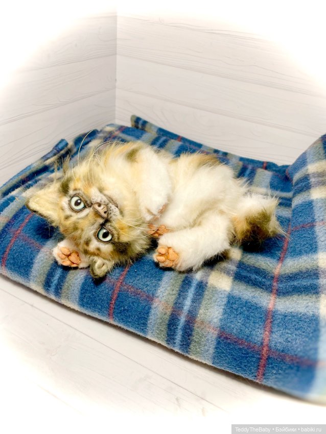 Мася, котёнок тедди в стиле натюр 🐱 (фото 4)