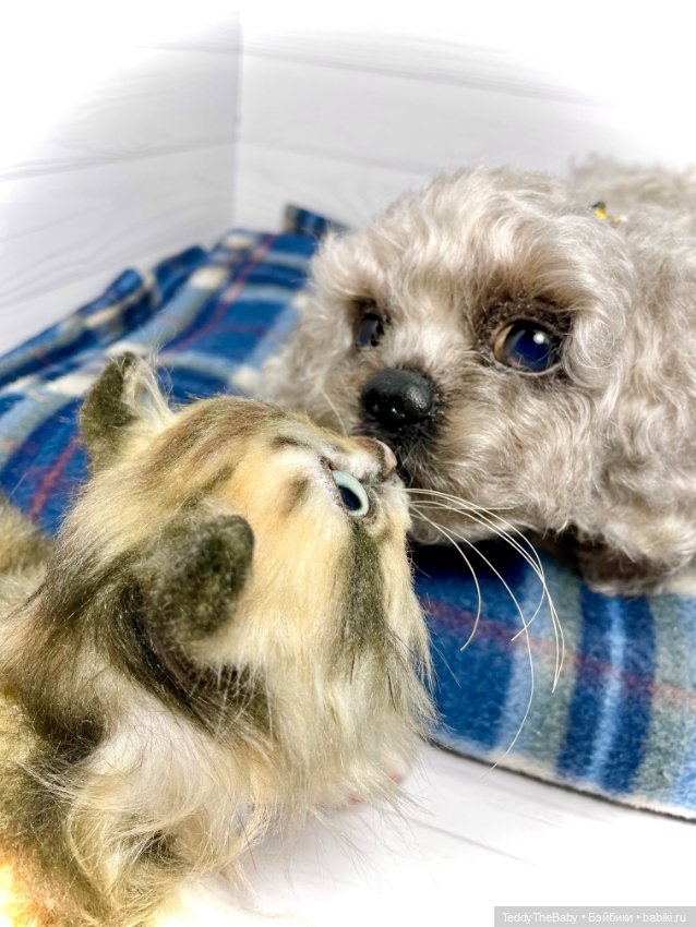 Мася, котёнок тедди в стиле натюр 🐱