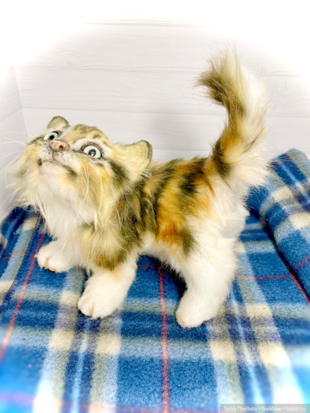 Мася, котёнок тедди в стиле натюр 🐱