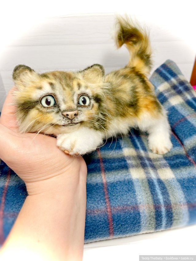 Мася, котёнок тедди в стиле натюр 🐱
