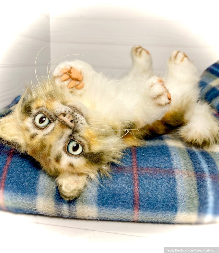 Мася, котёнок тедди в стиле натюр 🐱 (фото 7)
