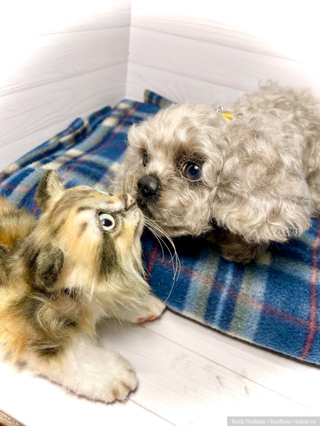 Мася, котёнок тедди в стиле натюр 🐱