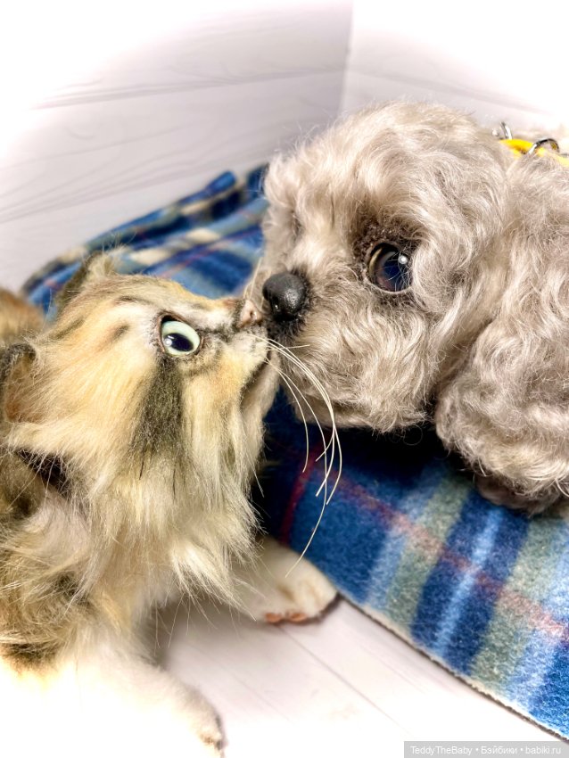 Мася, котёнок тедди в стиле натюр 🐱