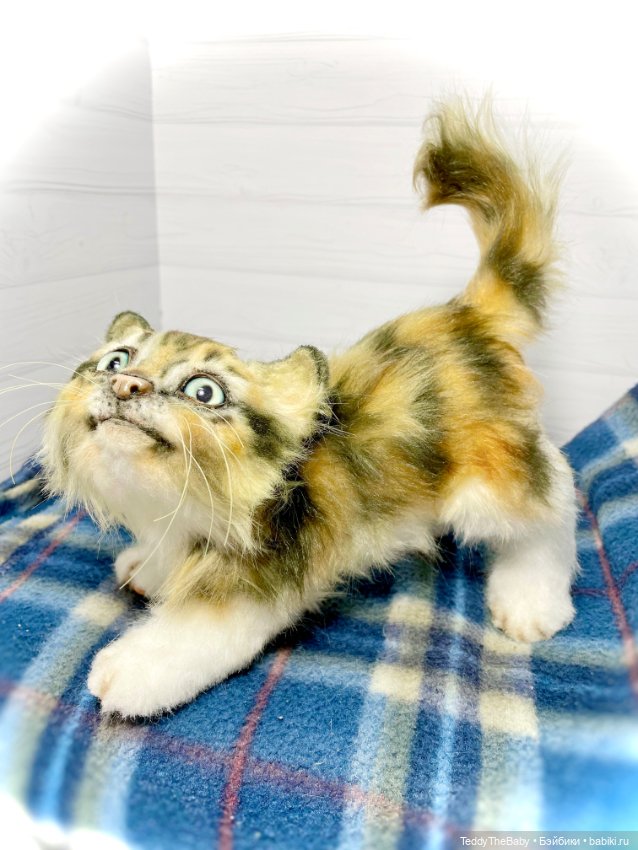 Мася, котёнок тедди в стиле натюр 🐱